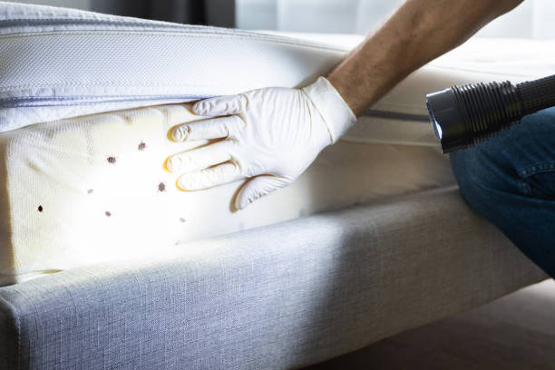 Best Mosquito Control Services  in Granite, OK