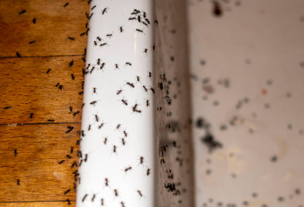 Best Termite Control Services  in Granite, OK