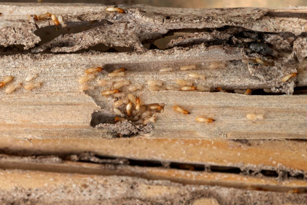 Best Local Pest Control Services  in Granite, OK