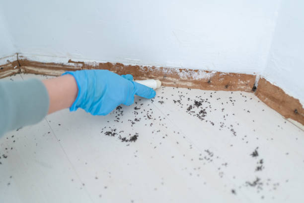 Wasp Removal Services in Granite, OK